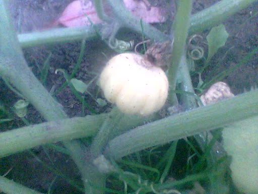 Imagen005.jpg