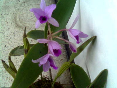 Imagen0051.jpg