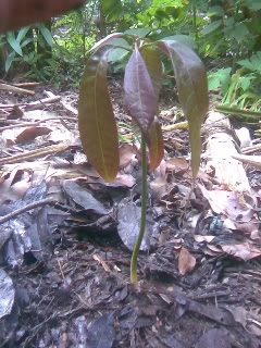 Imagen006-1.jpg