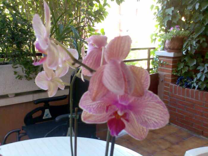 Imagen006.jpg
