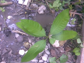 Imagen007-1.jpg