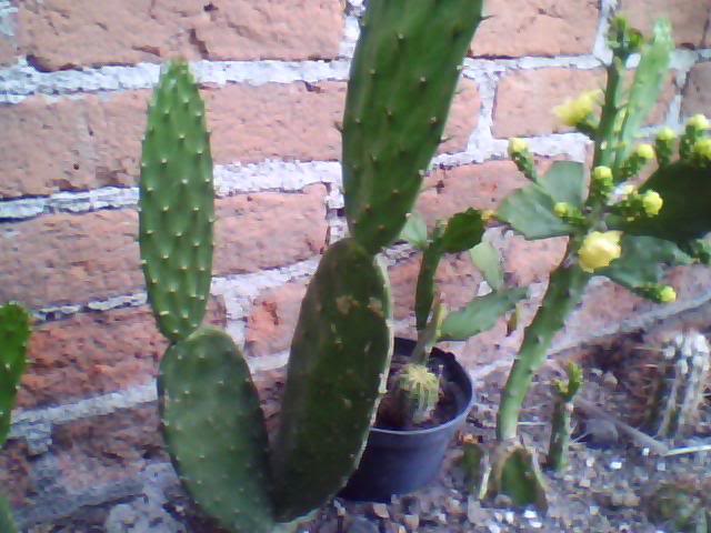 Imagen007-4.jpg