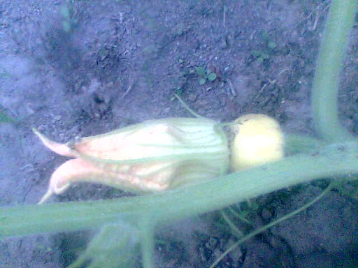 Imagen007.jpg
