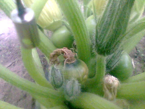 Imagen008.jpg
