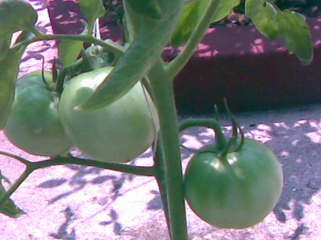 Imagen009.jpg