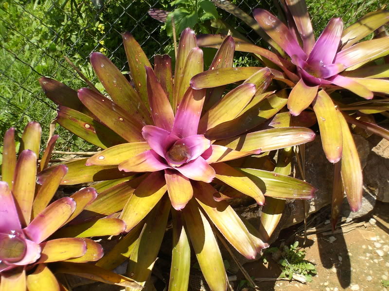 Imagen009.jpg