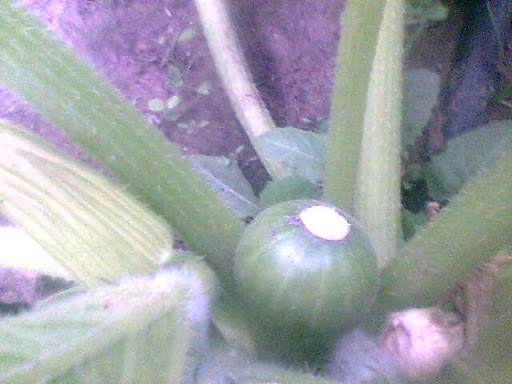 Imagen009.jpg