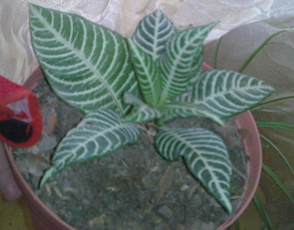 Imagen0090.jpg