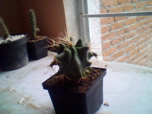 Imagen010-1.jpg