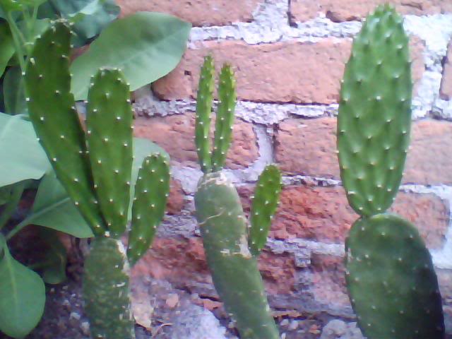 Imagen010-5.jpg
