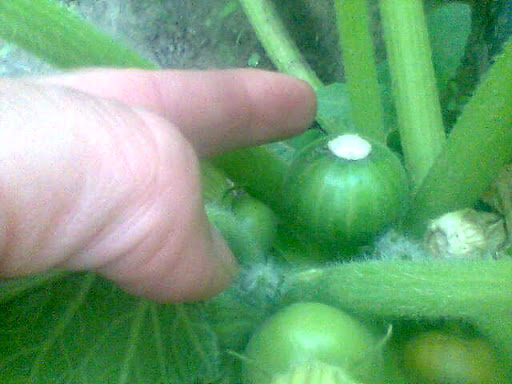 Imagen010.jpg