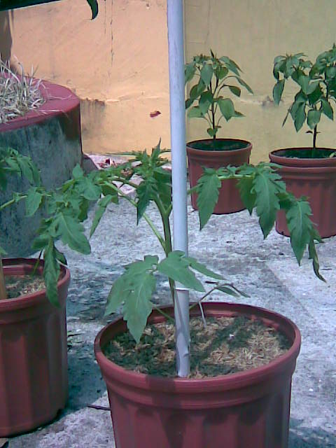Imagen012.jpg