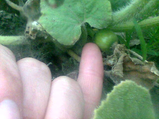 Imagen012.jpg