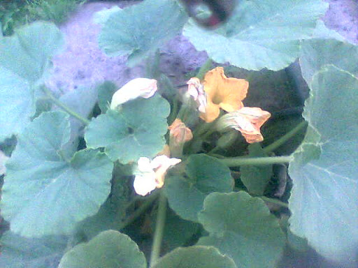Imagen013.jpg