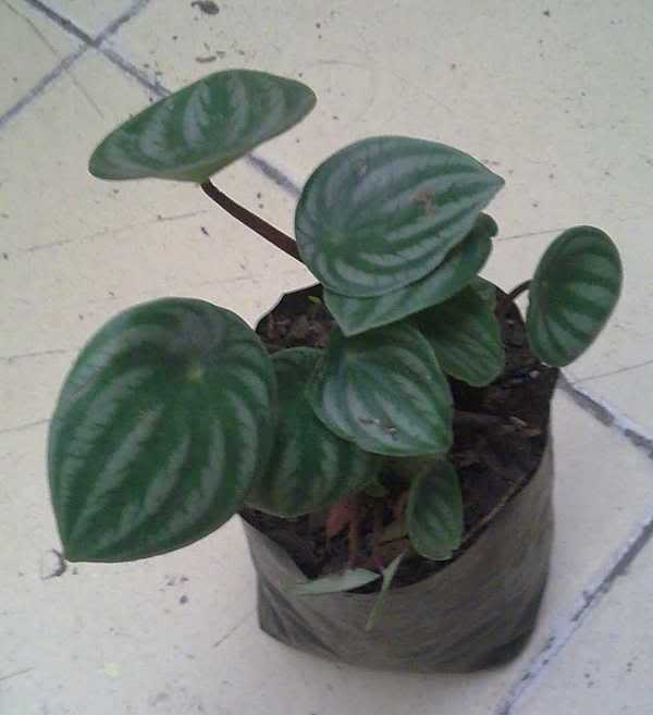 Imagen0137.jpg