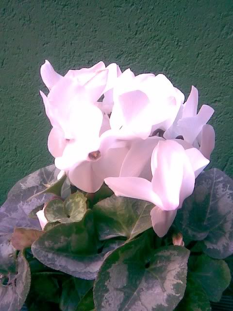 Imagen015.jpg