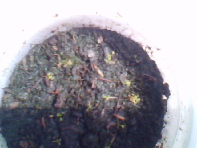 Imagen016-7.jpg