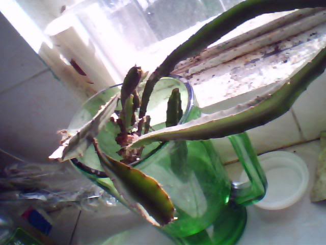 Imagen017.jpg