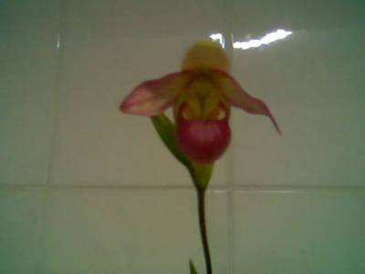 Imagen017_1_.jpg