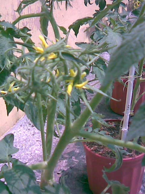 Imagen018.jpg
