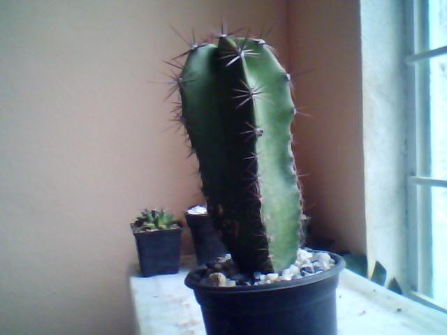 Imagen019-1.jpg