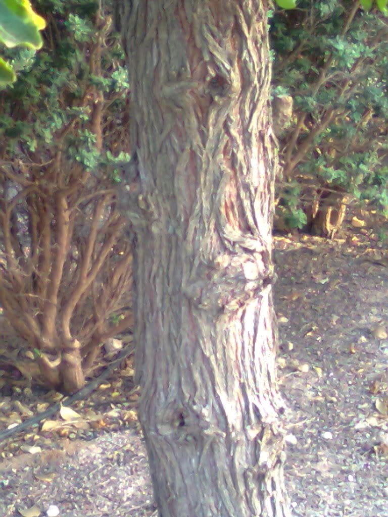 Imagen0195.jpg