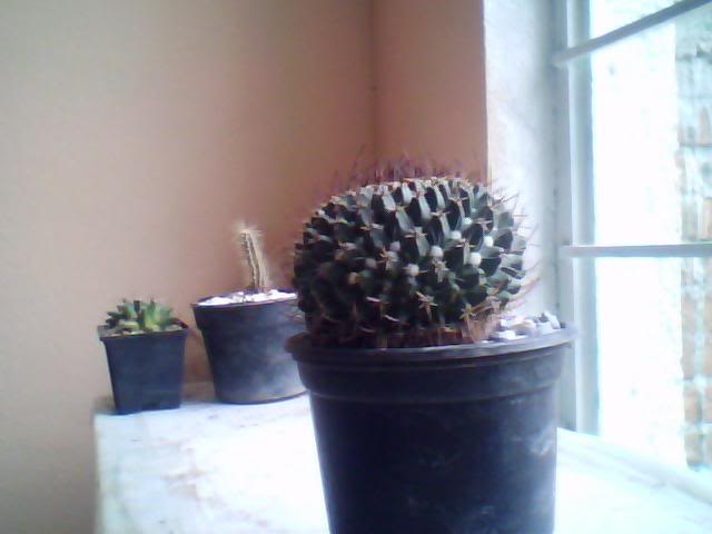 Imagen022-1.jpg