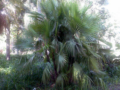 Imagen0226.jpg