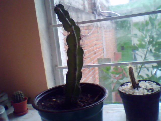Imagen025-2.jpg