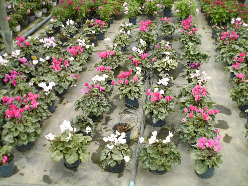 Imagen027.jpg