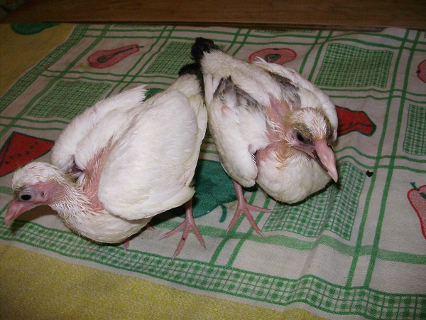 imagen03.jpg