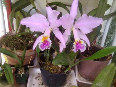 Imagen030.jpg