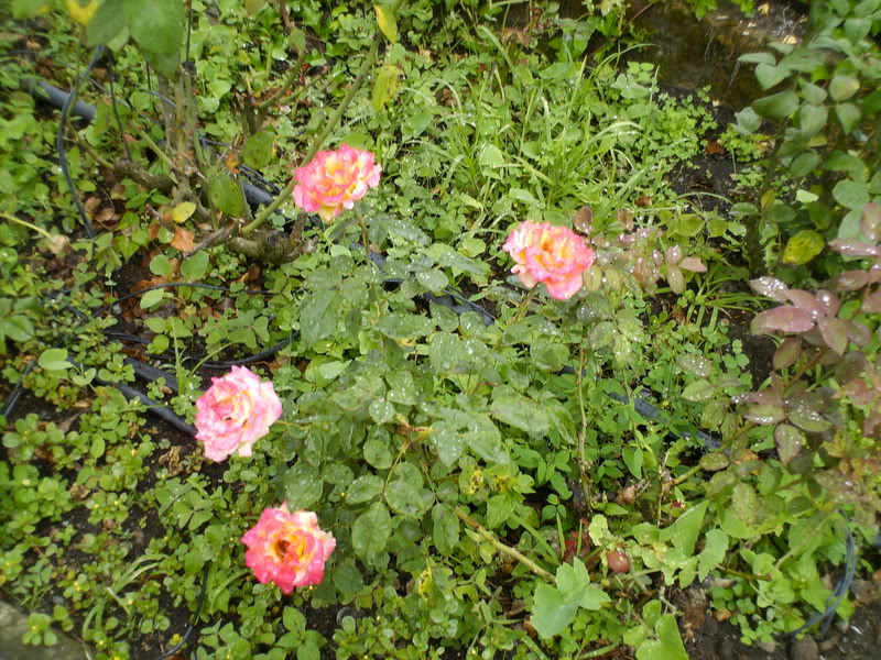 Imagen034-1.jpg