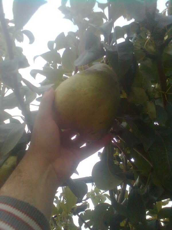 Imagen0386.jpg