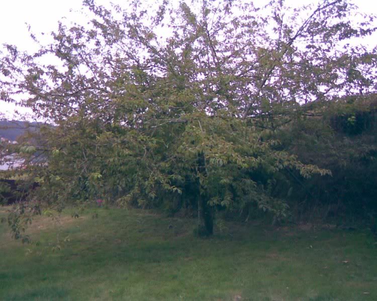 Imagen040.jpg