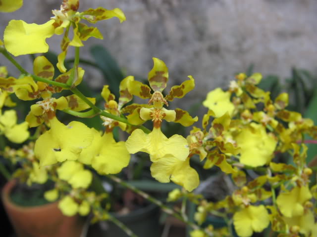Imagen043.jpg