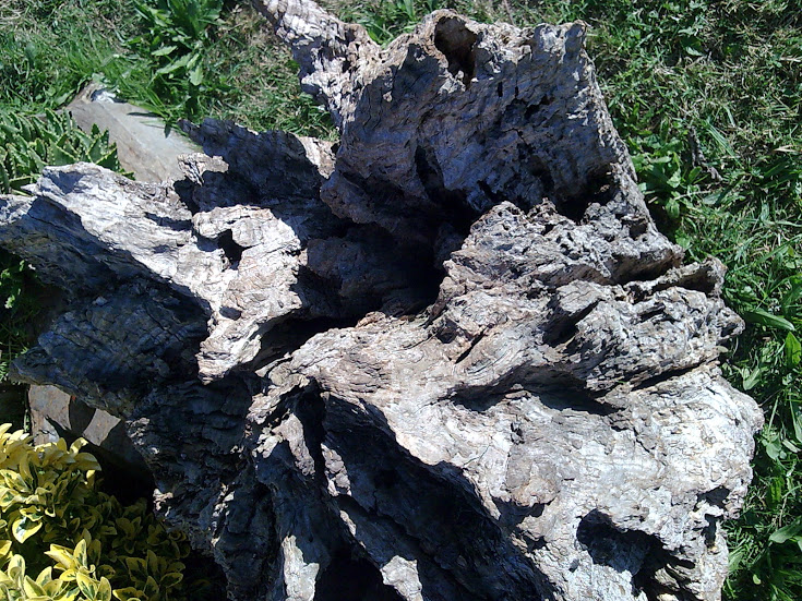 Imagen048.jpg