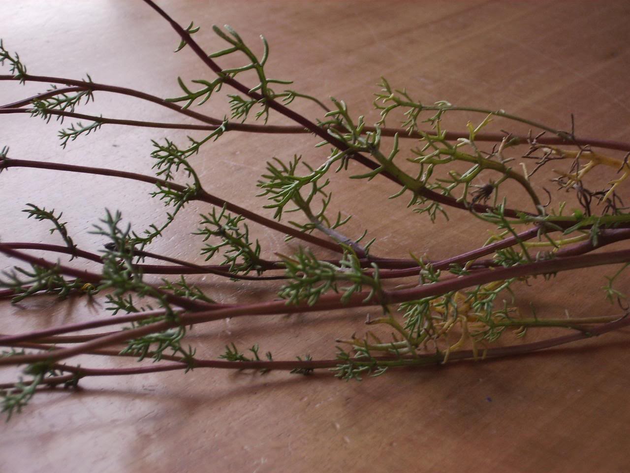 Imagen055.jpg