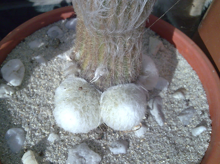Imagen063.jpg