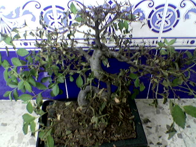 Imagen067.jpg