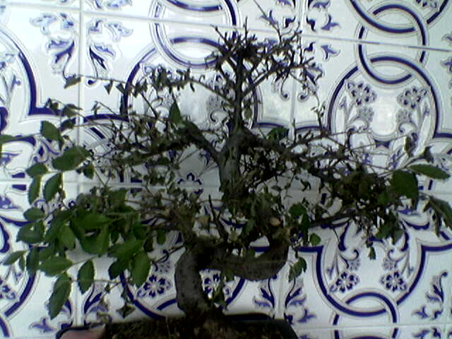 Imagen068.jpg