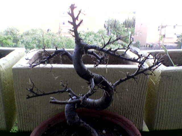 Imagen075.jpg