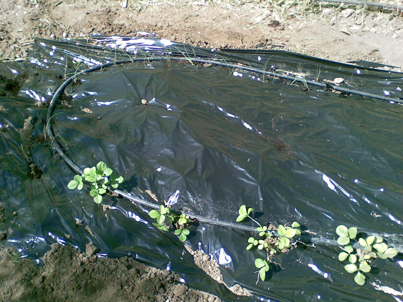 Imagen077.jpg