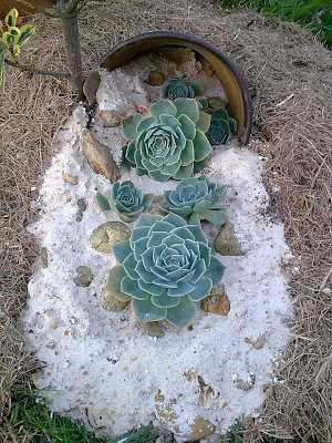 Imagen077.jpg