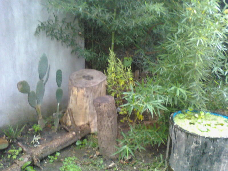 Imagen081-2.jpg