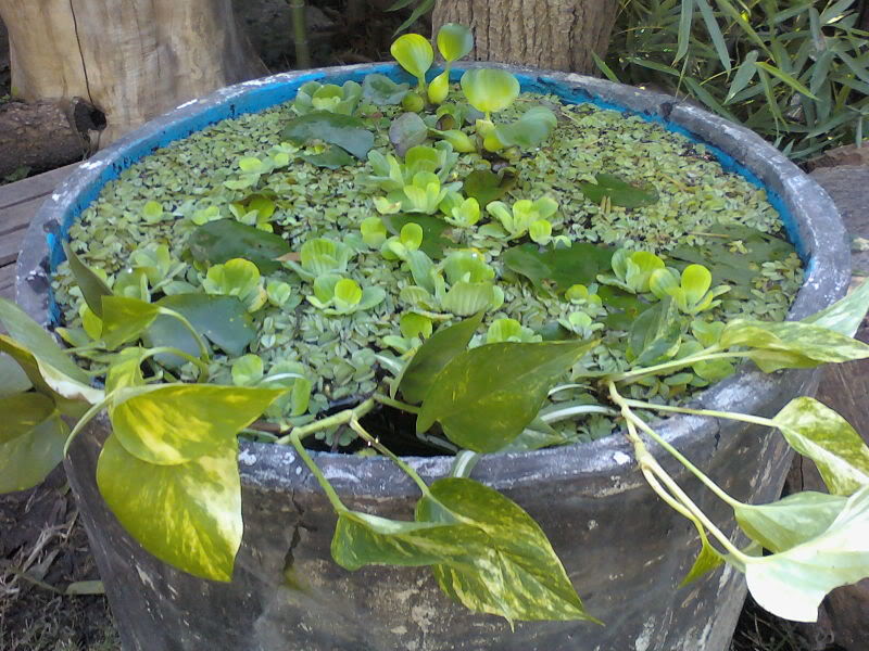 Imagen083.jpg