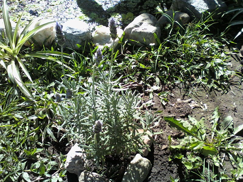 Imagen086.jpg