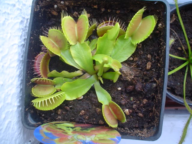 Imagen086.jpg