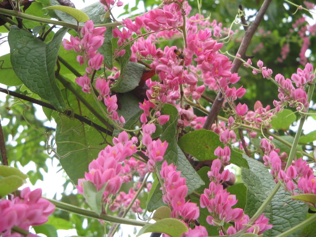 Imagen090.jpg