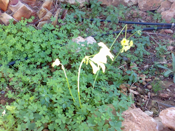Imagen090.jpg